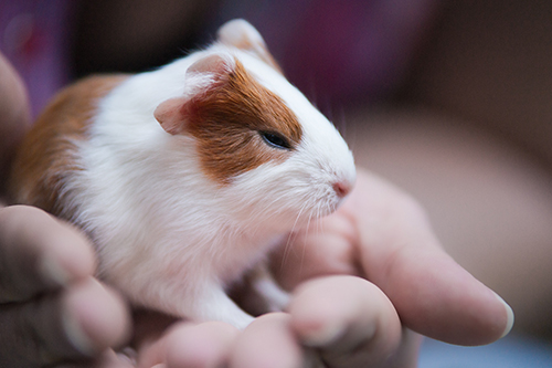 Cavia 3