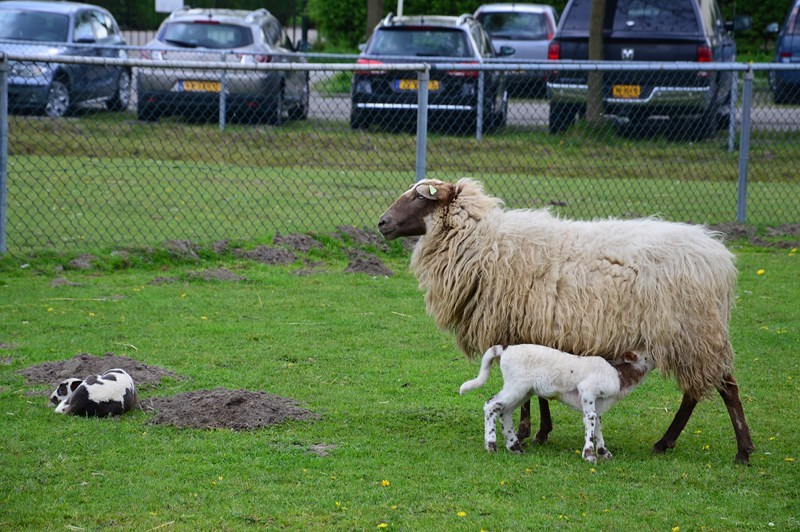 lammetjes