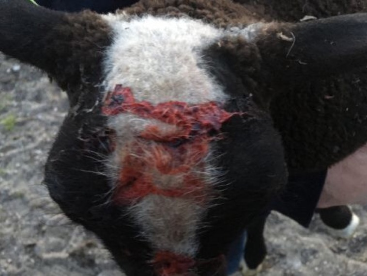 schaap1