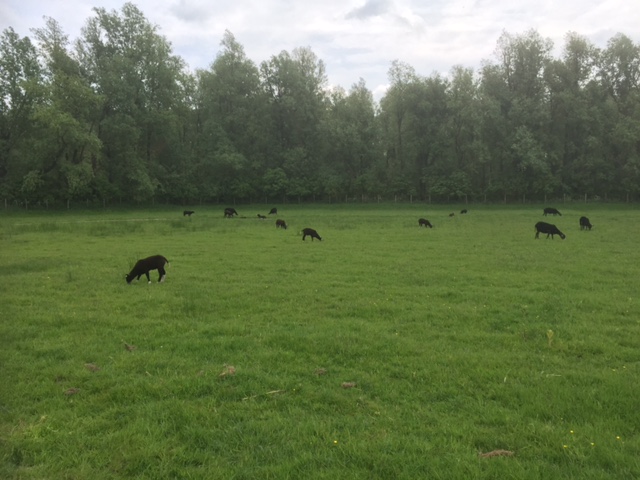 schaap5