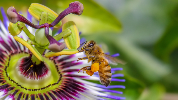 Fotowedstrijd Bijenwedstrijd 1e prijs 2021 Rustige bloem A Marreiros