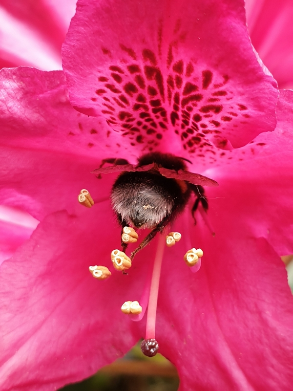 Fotowedstrijd Bijenwedstrijd 3e prijs 2021 Rhododendron met hommel Leontine van de Laar copy