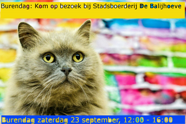 Burendag Zoetermeer 2017 Kat van de Kinderboerderij