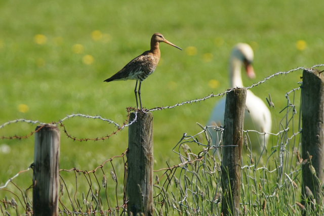 Weidevogel Buytenpark