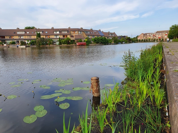 watertuintjes Broekwegwetering