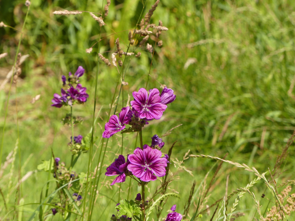 zomerplantenjacht 2019