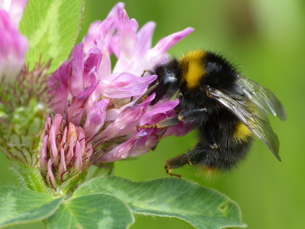 Bombus pratorum F 20150603 Zoetermeer Broekwegkade