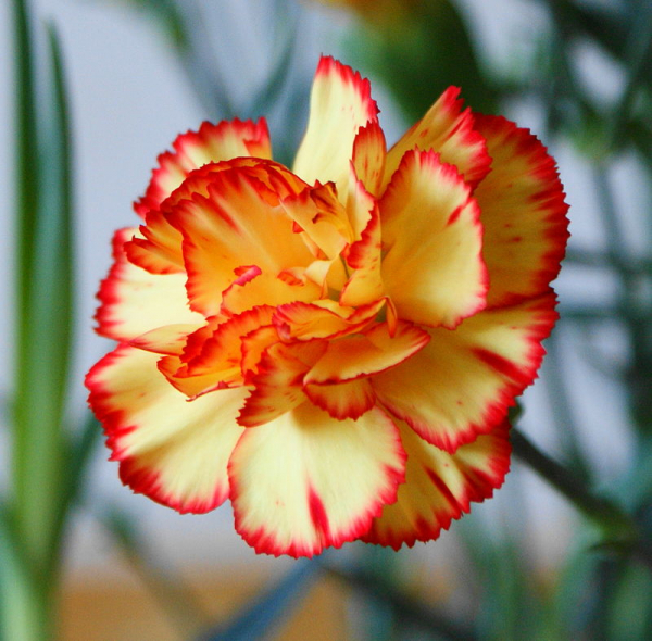 Dianthus caryophullus kz1