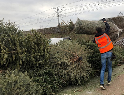 kerstbomen bij RR400