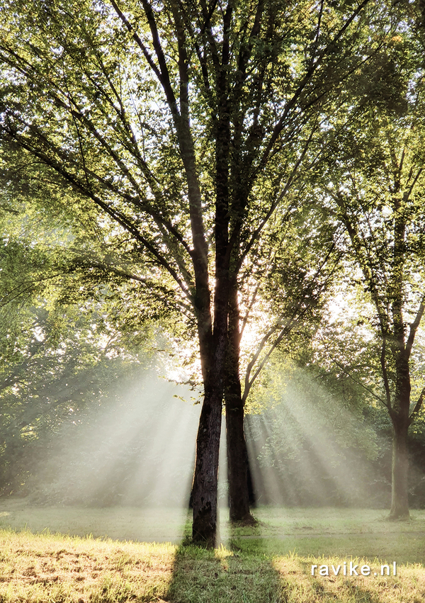 herfstzon_buytenpark_ravike_nl_ravi_v_leeuwen