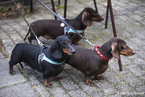 teckeldag2019 048