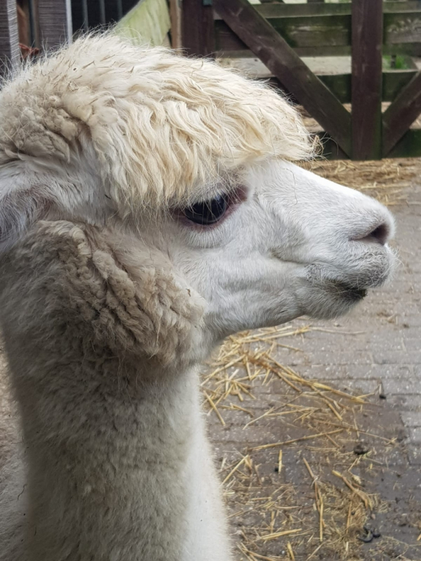 alpaca praktijk