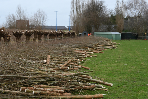 MW 2020 01 04 Wilgen start seizoen8