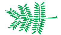 Leaf morphology bipinnate