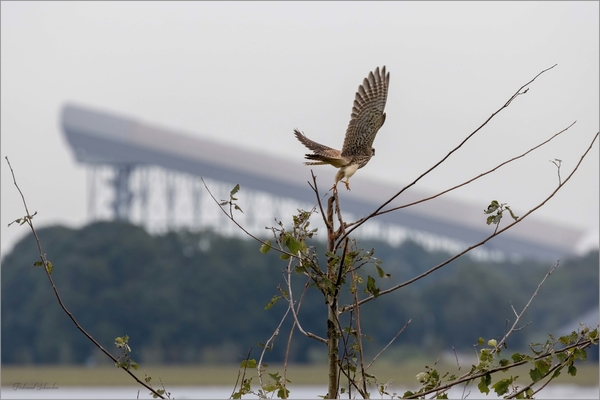 Ferdinand_Schuncken_buizerd_in_driemanspolder