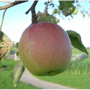 malus notarisappel