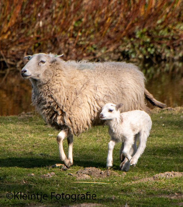 R Veeninga lammetjes1