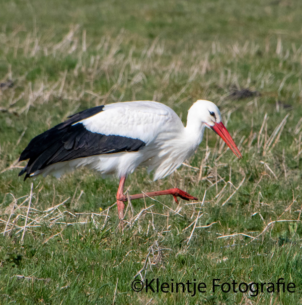 mei21r veeninga 