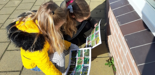 Leerlingen op zoek naar stoepplantjes