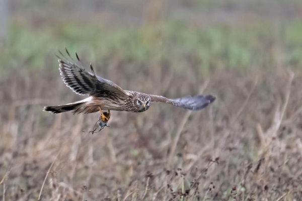 vogelwerkgroep