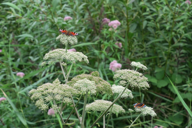 Natuurtuin