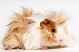 cavia