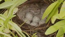 nest