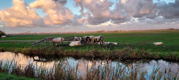 Corrie_Thijssen_meerpolderdijk