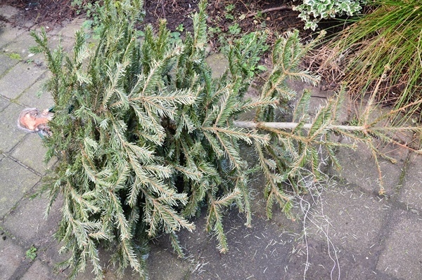 kerstboom afgedankt