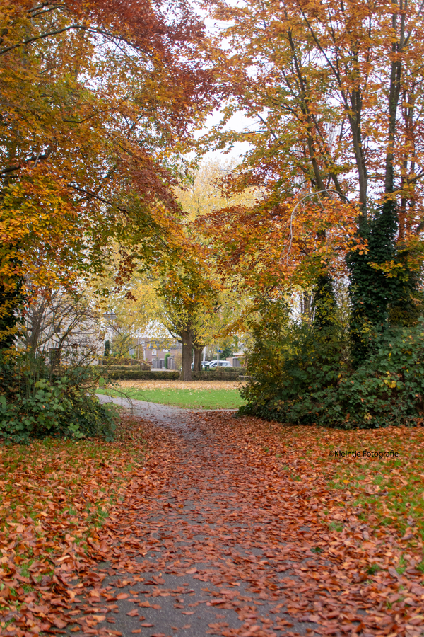 veeninga_park_rokkeveen