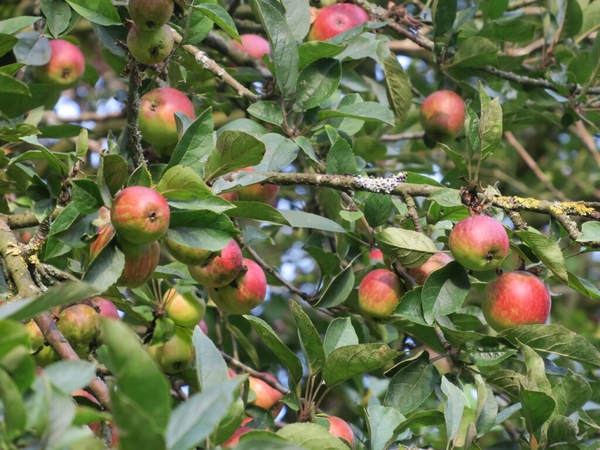 Natuurtuin appels