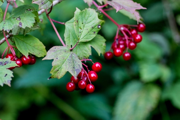 Natuurtuin gelderseroos