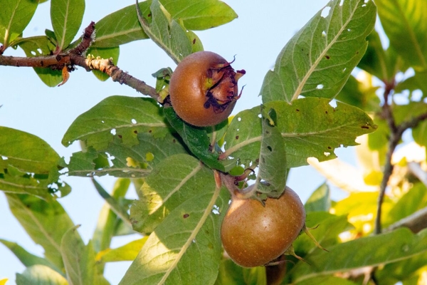 Natuurtuin mispels