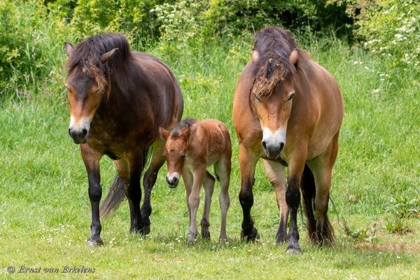 waug22 ernst_v_erkelens_paarden_buytenpark