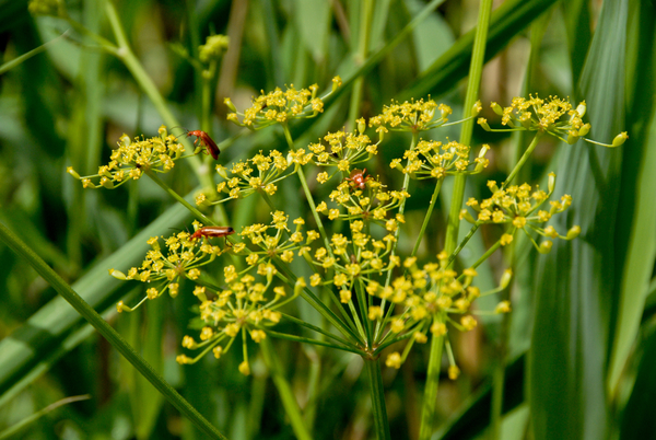 Natuurtuin Pastinaak