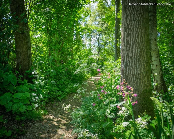 wjul22 natuurtuin-_j._stahlecker