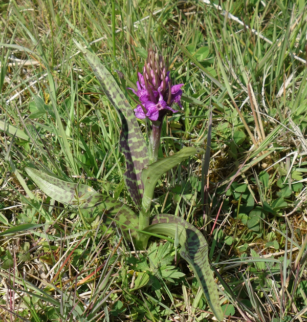 Natuurtuin Brede Orchis