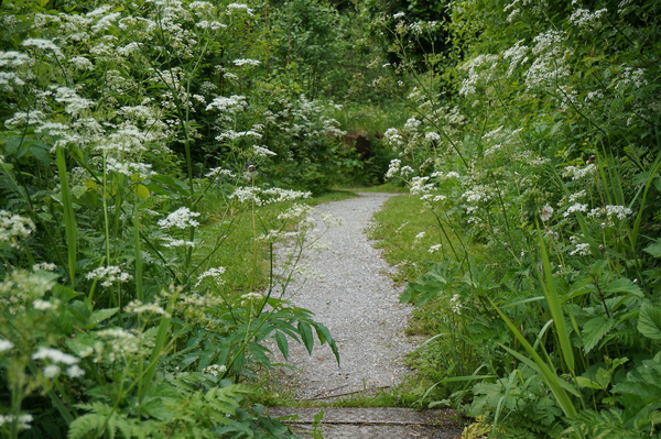 Natuurtuin Fluitekruid