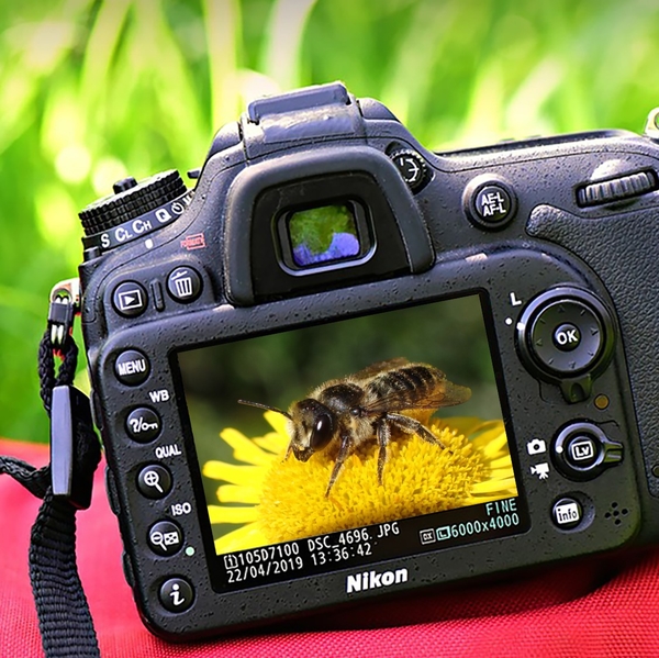 fotowedstrijd tuinbladsnijder persbericht