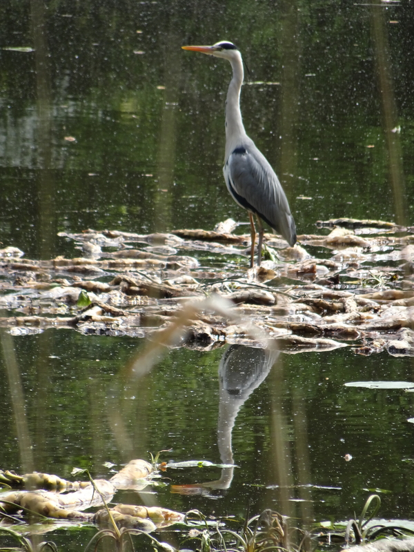 mei22_Cok_van_Aalst_reiger