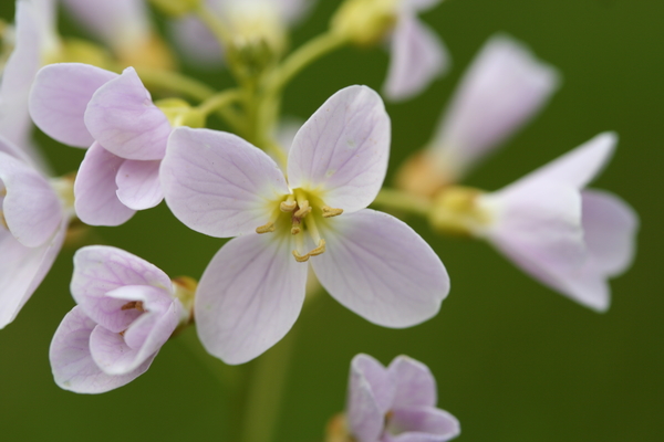 Pinksterbloem Cardamine pratensis 02 xndr