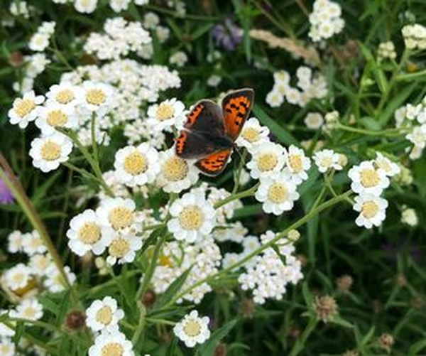 Wilde bertram met vuurvlinder Planten van hier