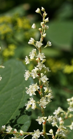 399px Reynoutria japonica flower 24