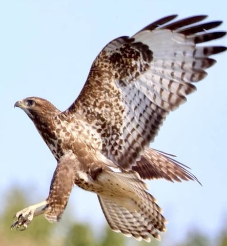 Buizerd