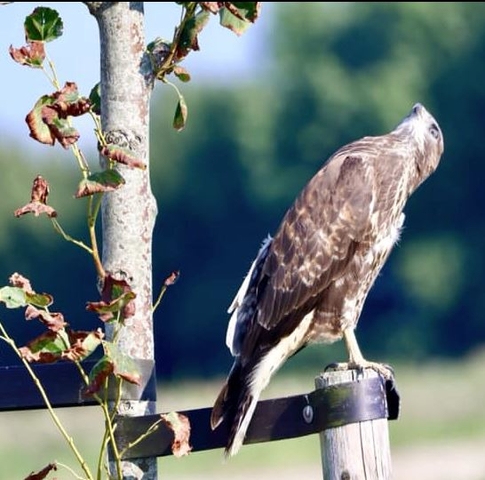 Buizerd2