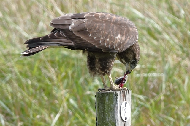 Buizerd Bouthoorn