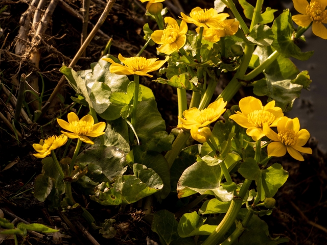 dotterbloem kleurt de waterkant geel