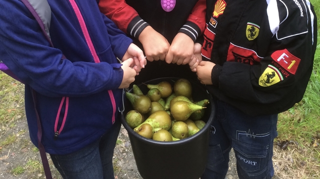 vastgehouden emmer met peren