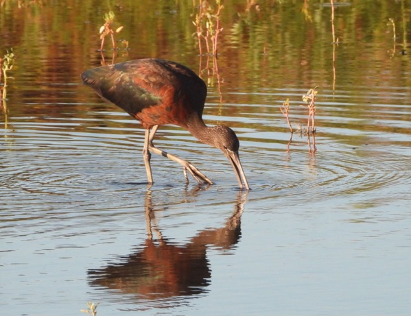 dec23 claudia_Oskam_zwarte_ibis