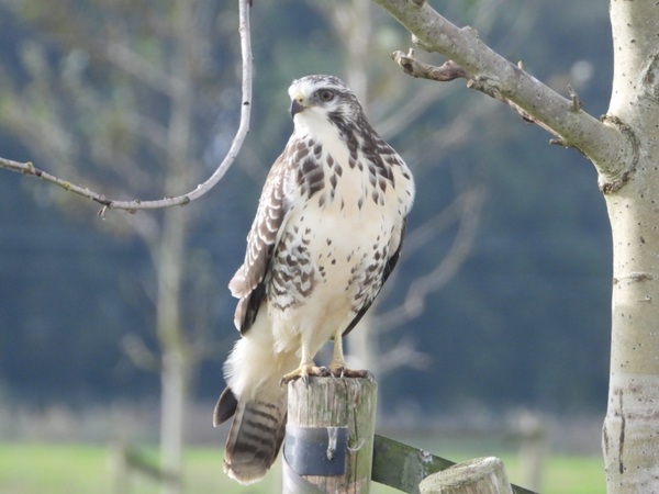 Claudia_Oskam_nwe3mp_Blonde_Buizerd